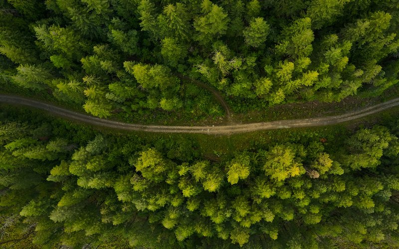 Vue aérienne d'un chemin de terre sinueux traversant une forêt dense.